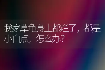 我家草龟身上都烂了，都是小白点，怎么办？