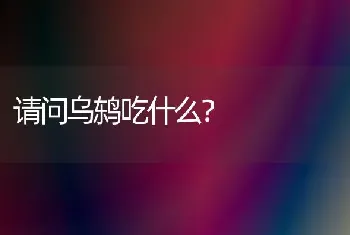 请问乌鸫吃什么？