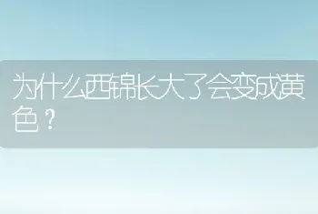 为什么西锦长大了会变成黄色？