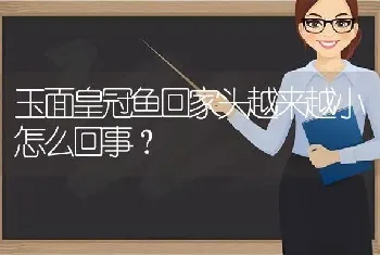 狸猫能活多少年？