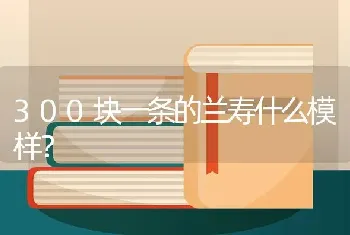 300块一条的兰寿什么模样？