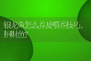 银龙鱼怎么养及喂养技巧。招财鱼？