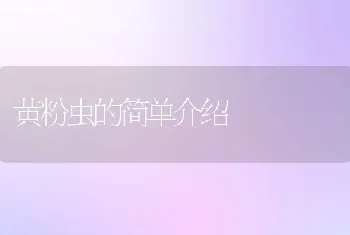 黄粉虫的简单介绍