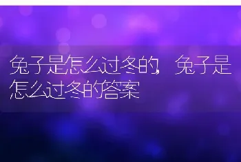 兔子是怎么过冬的，兔子是怎么过冬的答案