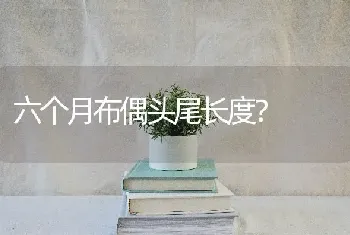 六个月布偶头尾长度？