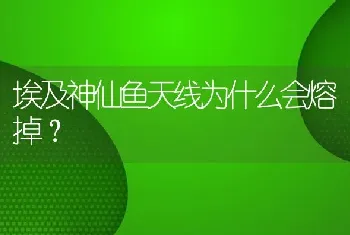 埃及神仙鱼天线为什么会熔掉？