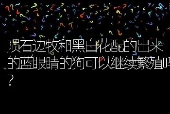 陨石边牧和黑白花配的出来的蓝眼睛的狗可以继续繁殖吗？