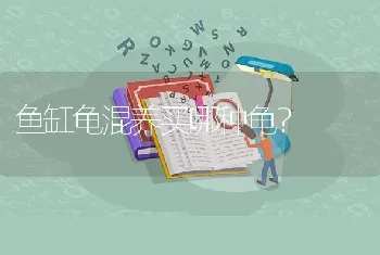 鱼缸龟混养买哪种龟？