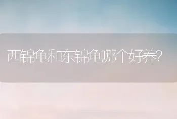 西锦龟和东锦龟哪个好养？