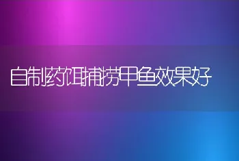 自制药饵捕捞甲鱼效果好