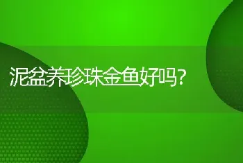 泥盆养珍珠金鱼好吗？