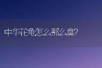 中华花龟怎么那么臭？