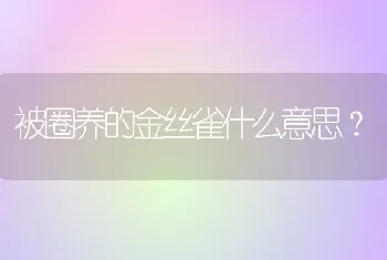 被圈养的金丝雀什么意思？