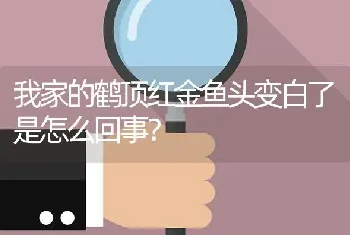 我家的鹤顶红金鱼头变白了是怎么回事？