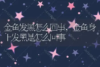 金鱼发黑怎么回事，金鱼身上发黑是怎么回事