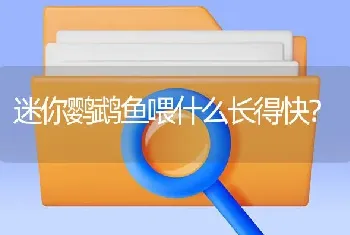 迷你鹦鹉鱼喂什么长得快？