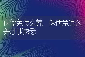 侏儒兔怎么养，侏儒兔怎么养才能熟悉