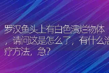 罗汉鱼头上有白色溃烂物体，请问这是怎么了