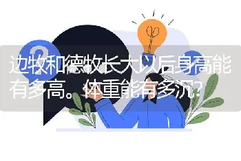 边牧和德牧长大以后身高能有多高。体重能有多沉？