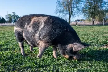 我国饲养的瘦肉型猪种有哪些？有哪些特点？