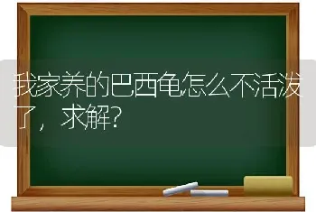 我家养的巴西龟怎么不活泼了，求解？