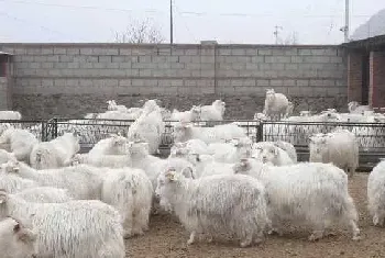 肉羊养殖中的几个关键期的管理技术