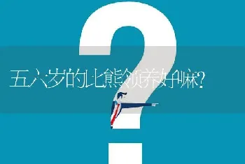 五六岁的比熊领养好嘛？