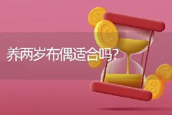 养两岁布偶适合吗？