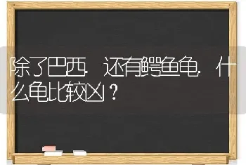 除了巴西.还有鳄鱼龟.什么龟比较凶？