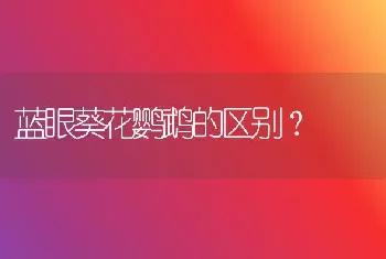 猫咪走丢了，一直能听到叫声到找不到在哪儿怎么办？