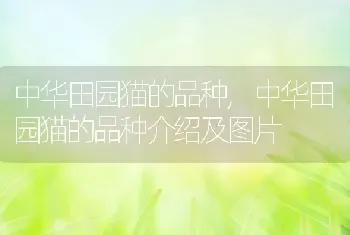 中华田园猫的品种，中华田园猫的品种介绍及图片