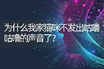 为什么我家猫咪不发出咕噜咕噜的声音了？