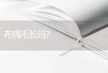 布偶毛长吗？