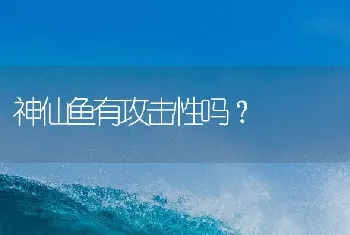 神仙鱼有攻击性吗？