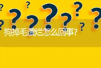 狗掉毛溃烂怎么回事？