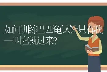 如何训练巴西龟认让只有我一叫它就过来？