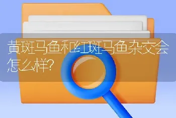 黄斑马鱼和红斑马鱼杂交会怎么样？