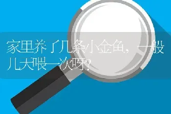 家里养了几条小金鱼，一般几天喂一次呀？