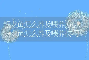 银龙鱼怎么养及喂养方法，银龙鱼怎么养及喂养技巧