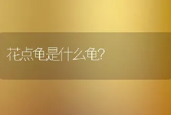 胡歌代言的卫仕猫粮好吗？