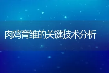 肉鸡育雏的关键技术分析