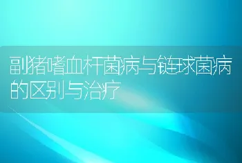 副猪嗜血杆菌病与链球菌病的区别与治疗