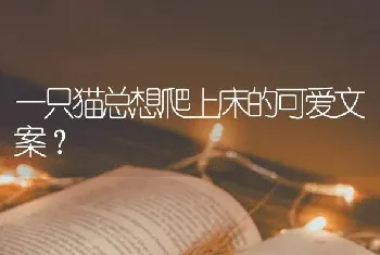 一只猫总想爬上床的可爱文案？