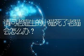 请问老猫生的小猫死了老猫会怎么办？