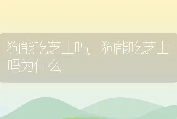 狗能吃芝士吗，狗能吃芝士吗为什么