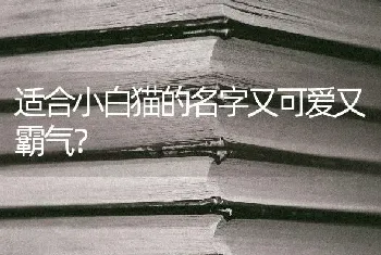 适合小白猫的名字又可爱又霸气？