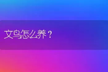 文鸟怎么养？