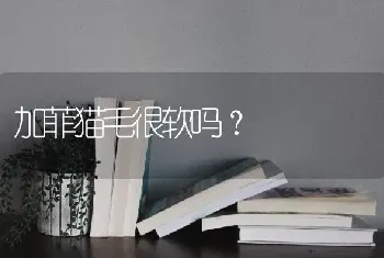 加菲猫毛很软吗？