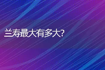 兰寿最大有多大？