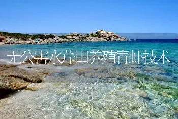 无公害水芹田养殖青虾技术